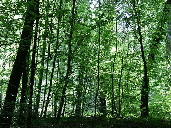 cabine laquage bois menuiserie meslin gain énergétique.png