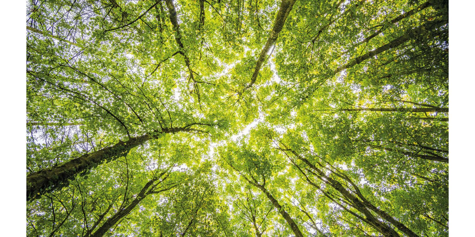 Lorillard décroche la médaille Bronze EcoVadis