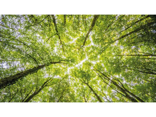 Lorillard décroche la médaille Bronze EcoVadis